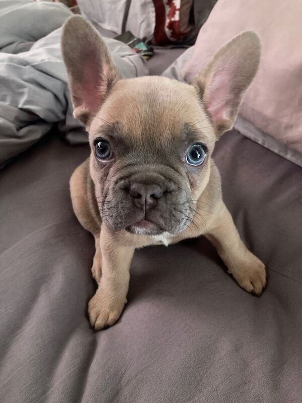 9 week old female frenchie pup for sale in Ipswich, Suffolk