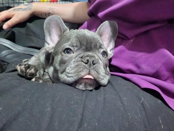 9 weeks old frenchie pups 2 available for sale in Coventry, West Midlands - Image 1