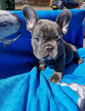 9 weeks old frenchie pups 2 available for sale in Coventry, West Midlands - Image 2