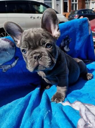 9 weeks old frenchie pups 2 available for sale in Coventry, West Midlands - Image 3