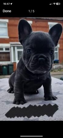 9 weeks old frenchie pups 2 available for sale in Coventry, West Midlands - Image 4