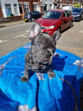 9 weeks old frenchie pups 2 available for sale in Coventry, West Midlands - Image 5