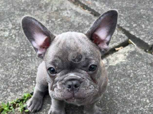 9week old french bulldog puppy for sale in Washington, Tyne and Wear