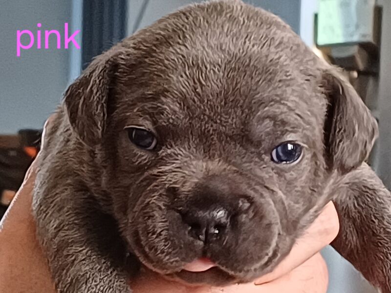🐾 Adorable Fraffy Puppies for Sale! 🐾 for sale in Maidstone, Kent