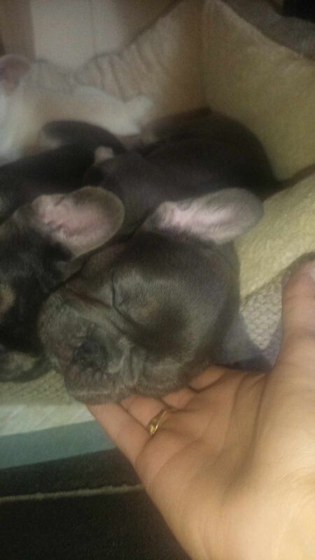 Adorable French Bulldog Puppies for sale in Herne Bay, Kent