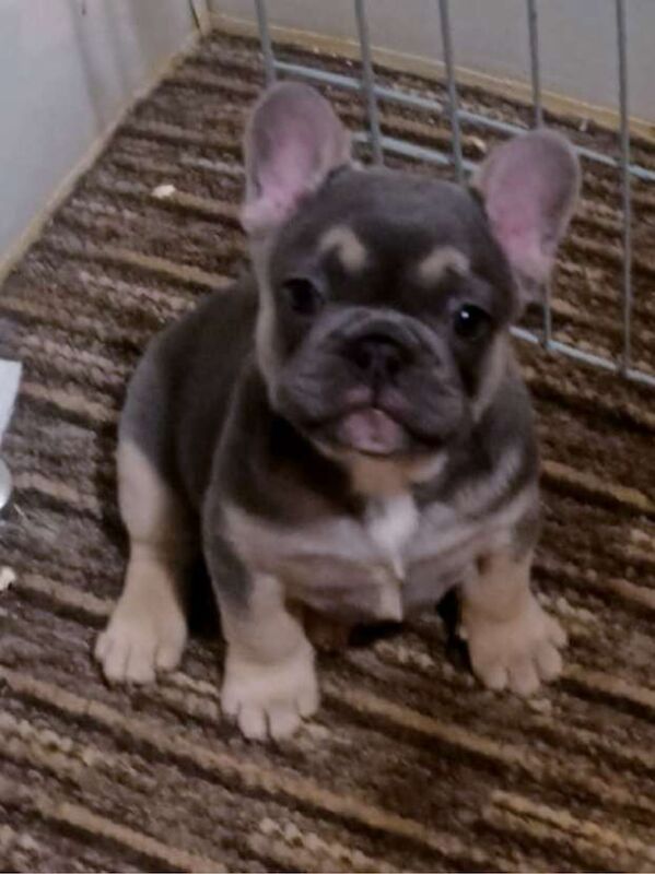 Adorable French Bulldog Puppies for sale in Herne Bay, Kent - Image 3