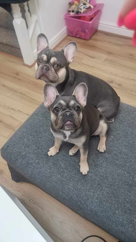 Adorable French Bulldog Puppies for sale in Herne Bay, Kent - Image 4