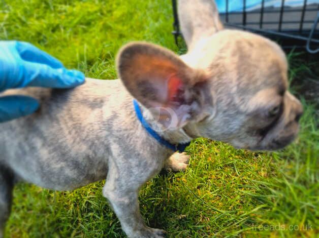 **Adorable French Bulldog Puppies for Sale! ** for sale in London - Image 2