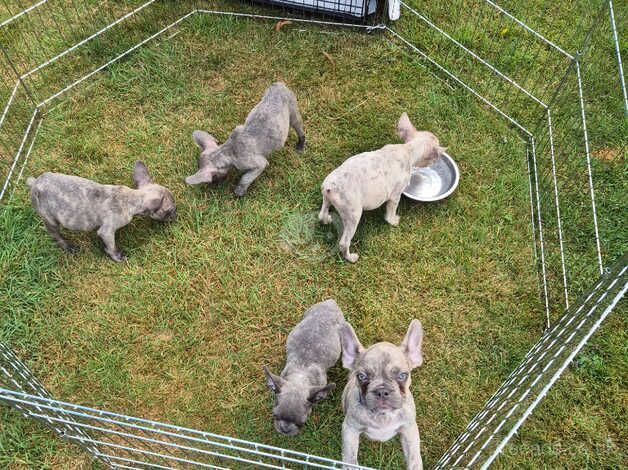 **Adorable French Bulldog Puppies for Sale! ** for sale in London - Image 3