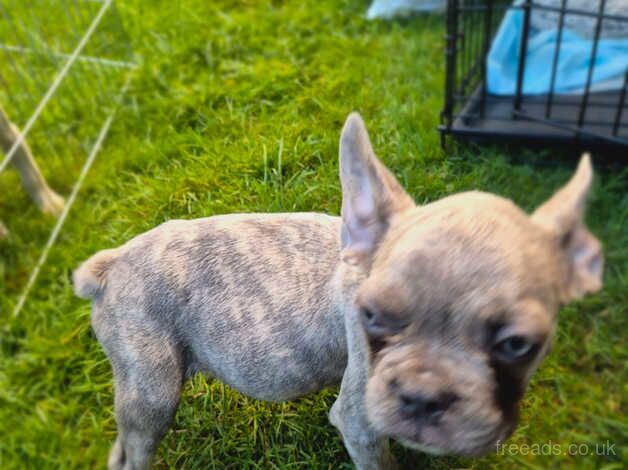 **Adorable French Bulldog Puppies for Sale! ** for sale in London - Image 4