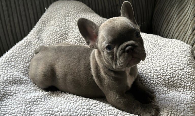 Adorable French Bulldogs 🌸 for sale in Wallington, Greater London