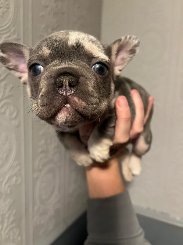 Adorable Frenchie puppies for sale in Crofton, West Yorkshire