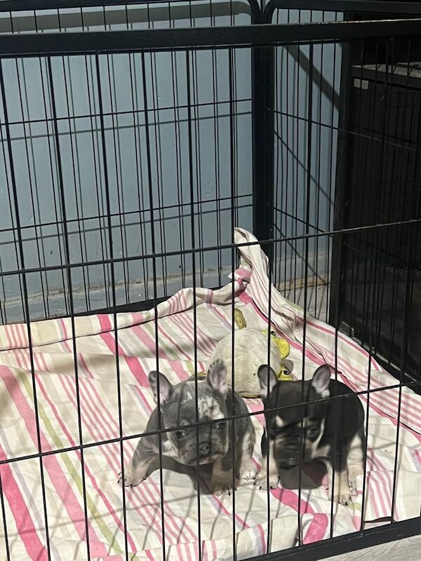 Adorable Frenchie puppies for sale in Crofton, West Yorkshire - Image 2