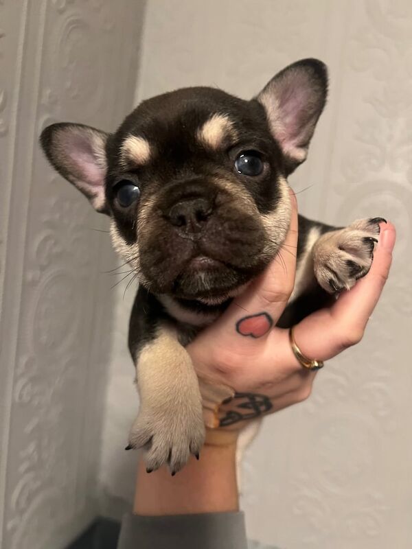 Adorable Frenchie puppies for sale in Crofton, West Yorkshire - Image 3