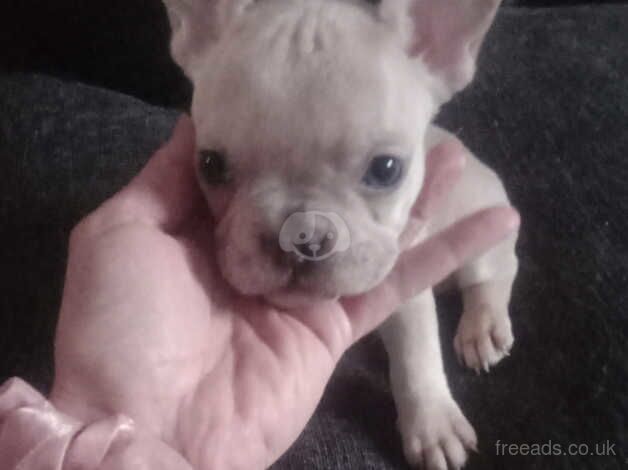 Adorable frenchies for sale in Bishop's Hull, Somerset