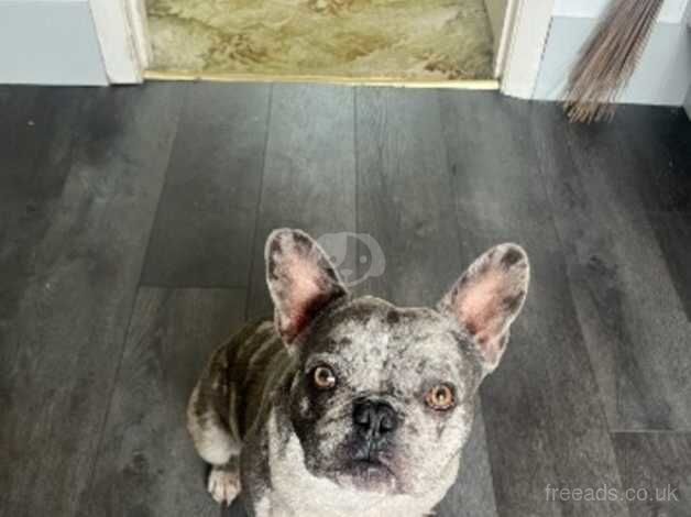 Amazing Frenchie for sale in Brixham, Devon