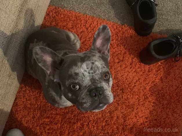 Amazing Frenchie for sale in Brixham, Devon - Image 3