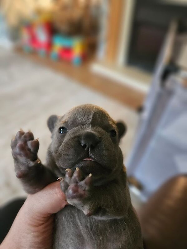 Beautiful 5 week old frenchies for sale in Droylsden, Greater Manchester