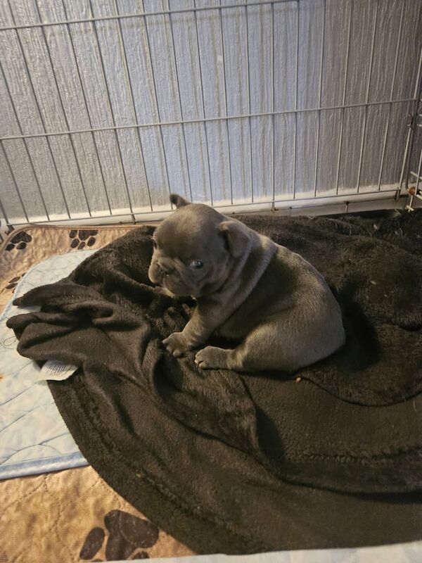 Beautiful 5 week old frenchies for sale in Droylsden, Greater Manchester - Image 2