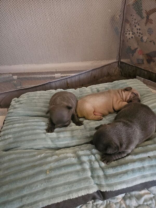 Beautiful 5 week old frenchies for sale in Droylsden, Greater Manchester - Image 3