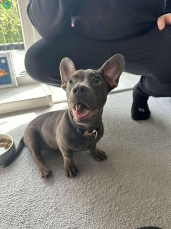 Beautiful 8 month old Dachshund X Frenchie for sale in Charlton, Greenwich, Greater London - Image 1