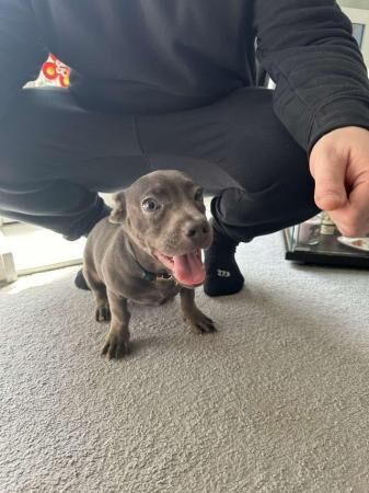 Beautiful 8 month old Dachshund X Frenchie for sale in Charlton, Greenwich, Greater London - Image 2