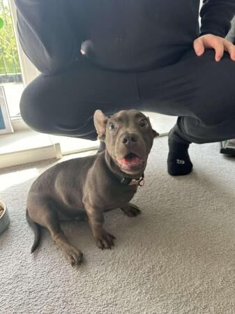 Beautiful 8 month old Dachshund X Frenchie for sale in Charlton, Greenwich, Greater London - Image 3