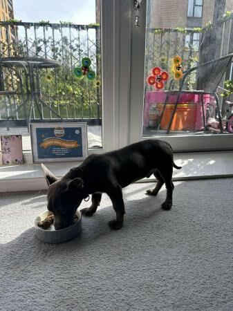 Beautiful 8 month old Dachshund X Frenchie for sale in Charlton, Greenwich, Greater London - Image 4