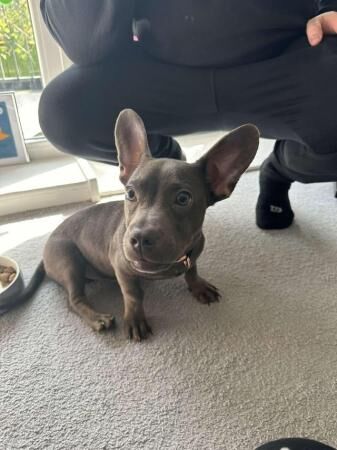 Beautiful 8 month old Dachshund X Frenchie for sale in Charlton, Greenwich, Greater London - Image 5