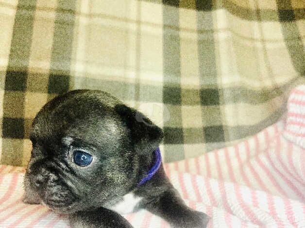 Beautiful blue brindle French bulldogs for sale in Wisbech, Cambridgeshire - Image 4