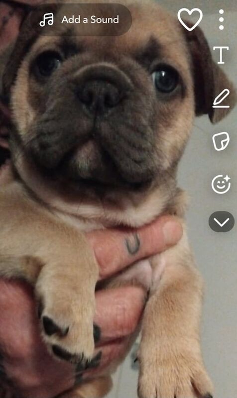 Beautiful chunky french bulldog puppies for sale in North Motherwell, Lanarkshire