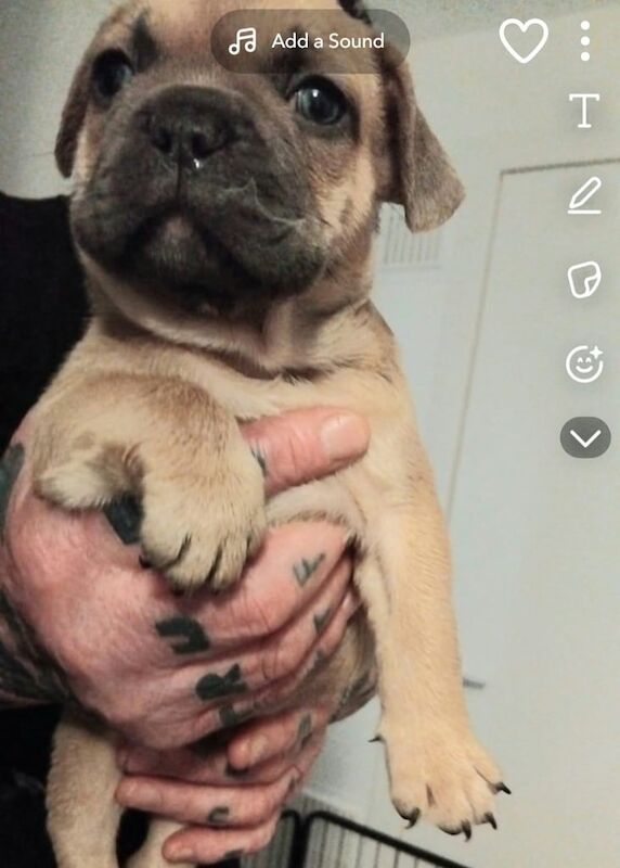 Beautiful chunky french bulldog puppies for sale in North Motherwell, Lanarkshire - Image 2