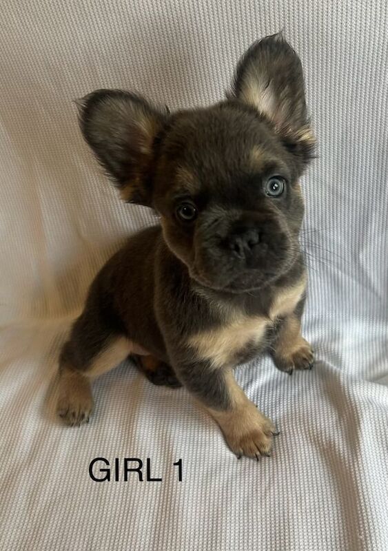 Beautiful fluffy French bulldogs for sale in Greenock, Renfrewshire