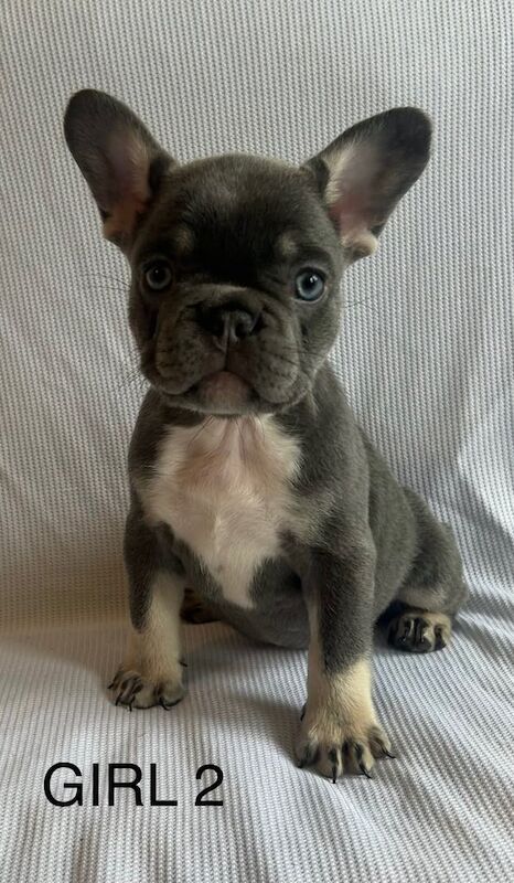 Beautiful fluffy French bulldogs for sale in Greenock, Renfrewshire - Image 2