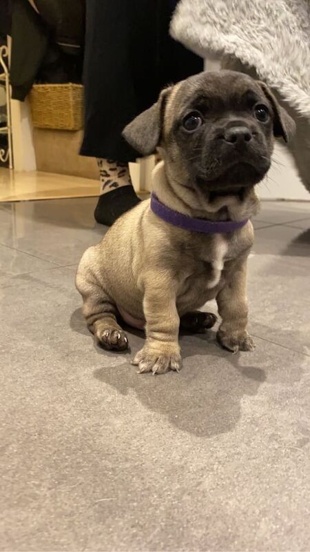 Beautiful French bull dog cross chuiwawa puppies! for sale in Berkhamsted, Hertfordshire