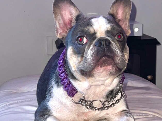 Beautiful French bulldog female for sale in Swansea