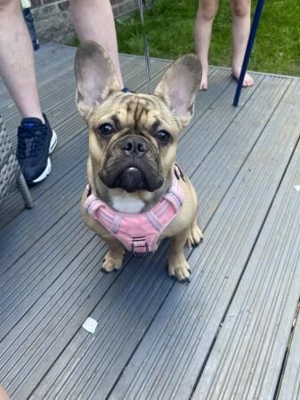 Beautiful French bulldog girl for sale in Kingston upon Hull, East Riding of Yorkshire