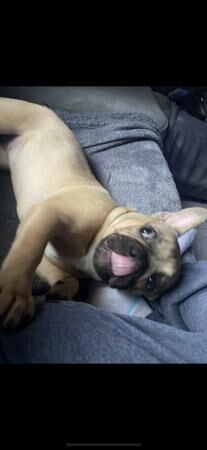 Beautiful French bulldog girl for sale in Kingston upon Hull, East Riding of Yorkshire - Image 3