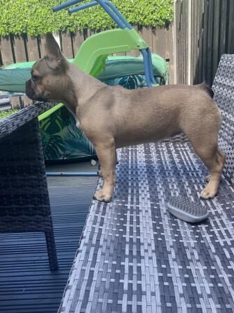 Beautiful French bulldog girl for sale in Kingston upon Hull, East Riding of Yorkshire - Image 4