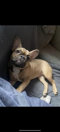 Beautiful French bulldog girl for sale in Kingston upon Hull, East Riding of Yorkshire - Image 5