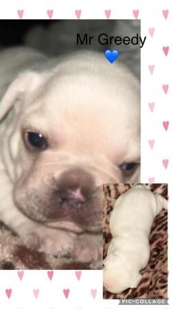 Beautiful French bulldog puppies for sale in Leeds, West Yorkshire