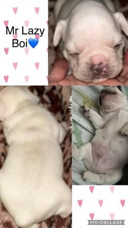 Beautiful French bulldog puppies for sale in Leeds, West Yorkshire - Image 2