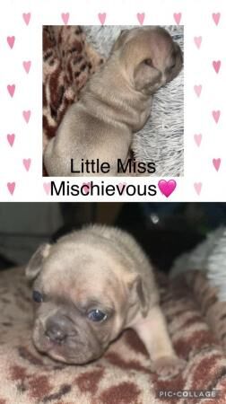 Beautiful French bulldog puppies for sale in Leeds, West Yorkshire - Image 3