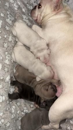 Beautiful French bulldog puppies for sale in Leeds, West Yorkshire - Image 4