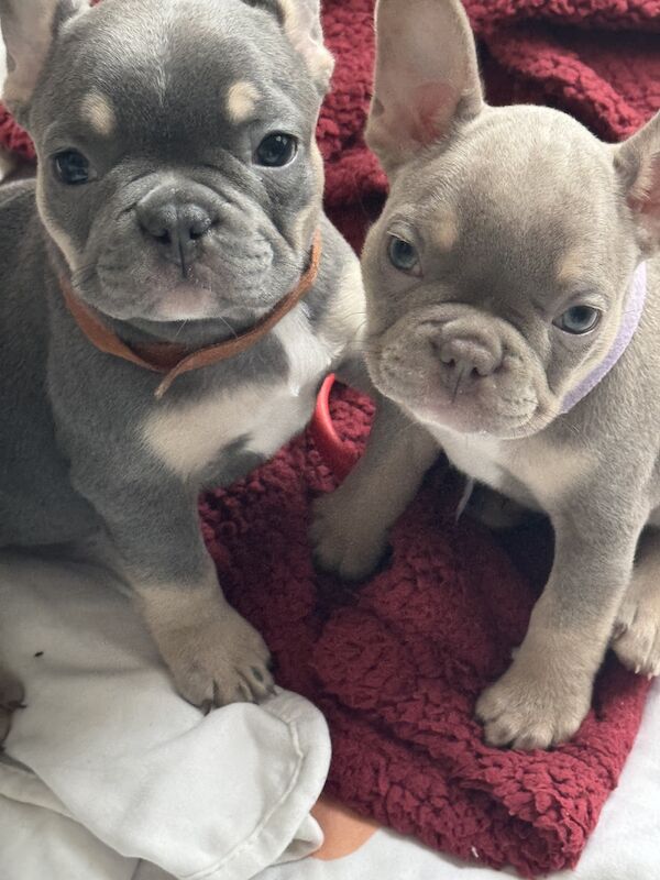 Beautiful French bulldog puppies for sale in West Bromwich, West Midlands