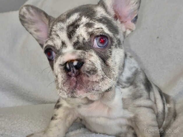 Beautiful french bulldog puppies for sale in Bradley Stoke, Gloucestershire