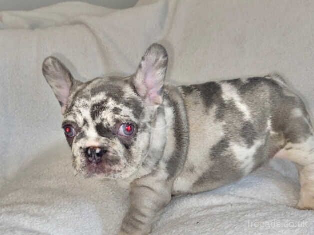 Beautiful french bulldog puppies for sale in Bradley Stoke, Gloucestershire - Image 2