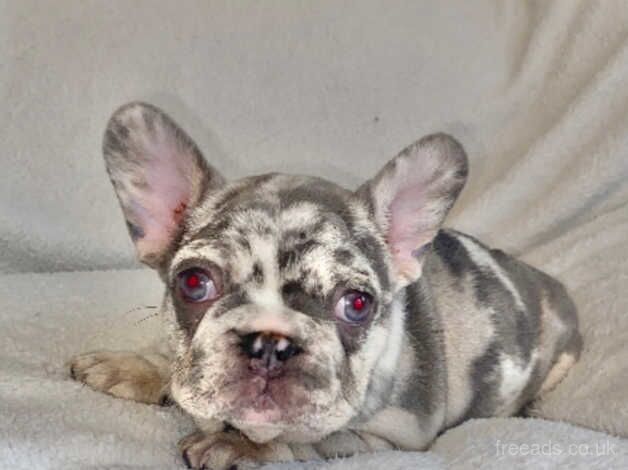 Beautiful french bulldog puppies for sale in Bradley Stoke, Gloucestershire - Image 3