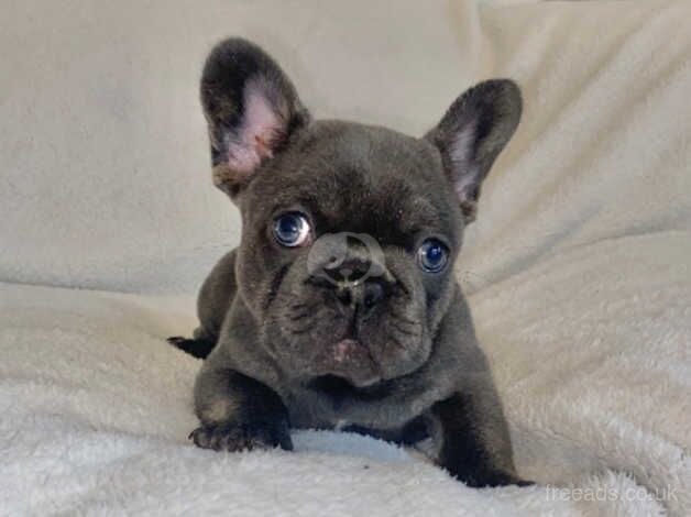 Beautiful french bulldog puppies for sale in Bradley Stoke, Gloucestershire - Image 4