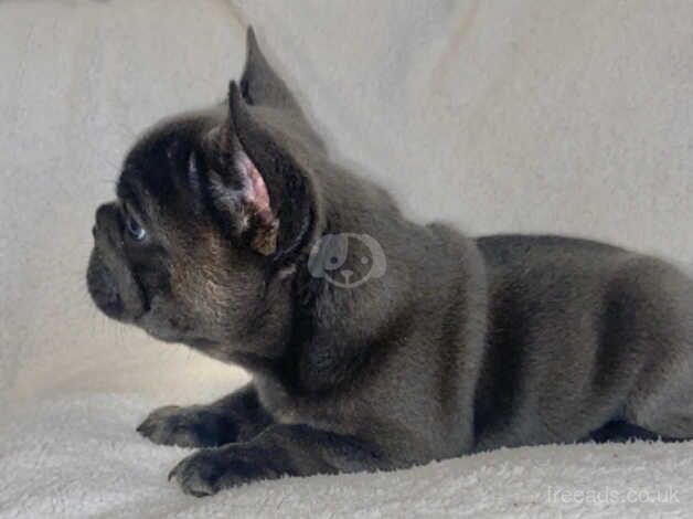 Beautiful french bulldog puppies for sale in Bradley Stoke, Gloucestershire - Image 5